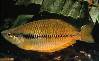 Melanotaenia angfa